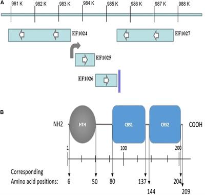 EF1025, a Hypothetical Protein From Enterococcus faecalis, Interacts With DivIVA and Affects Cell Length and Cell Shape